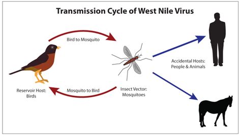 Colorado seeing higher levels of West Nile infection earlier than normal, with 36 confirmed cases